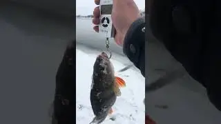 Горбатый окунь. 🎣
