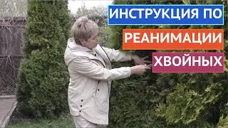 КАК ВОССТАНОВИТЬ ХВОЙНЫЕ ПОСЛЕ ЗИМЫ!