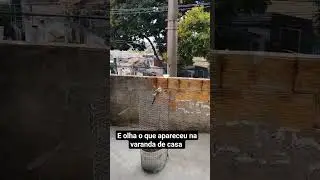 Apareceu aqui na varanda