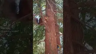 Белки