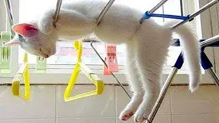 ПРИКОЛЫ С ЖИВОТНЫМИ 😹 | СМЕШНЫЕ КОТЫ и СОБАКИ  | СМЕШНЫЕ ЖИВОТНЫЕ | 100