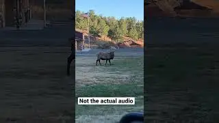 Huge Bull Elk - sighted while leaving our cabin