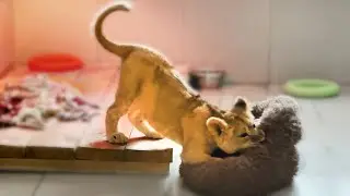 Асада большая ИГРУНЬЯ, не скучала даже на карантине! Тайган