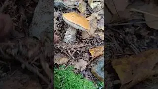 Интересное соседство: чернуха и подос! 