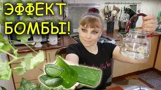 Сок Алоэ - эффект просто бомба! Cока АЛОЭ для реанимации и восстановления КОМНАТНЫХ РАСТЕНИЙ !