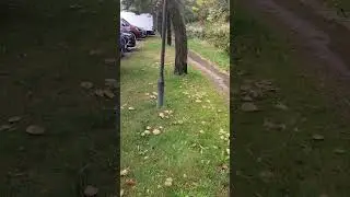 Маслята на дорозі.