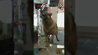 Опер зашел купить корм собаке 😳 