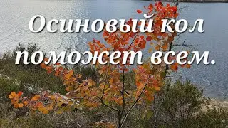 Осиновый кол для вампиров. Почему именно осина? Деревья лекари. Как осина и дуб мне здоровье вернули