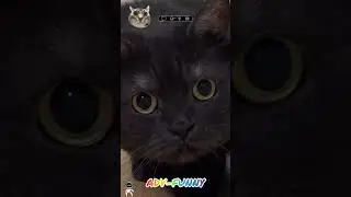 Funny cats horror