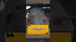 Cara Ternak Kambing Sukses 
