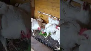 Петушиный перекур