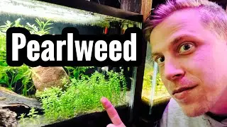 Pearlweed Plant Care