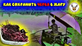 Как сохранить червей в жару 👍 Доступный каждому способ