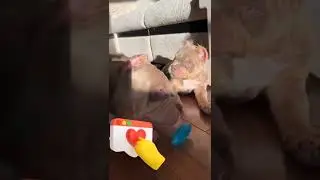 Смешные собаки
