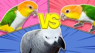 New Camera Setup Difficulties | Live Apollo the Talking Parrot