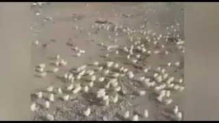 Chickens hatched from eggs thrown in the trash can. Из выброшенных на свалку яиц вылупились цыплята