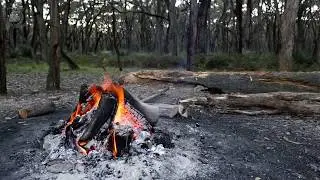 🌲 Campfire in the Woods with Relaxing Fire Sounds and the Sound of Nature with Soft Singing Birds