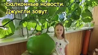 Балконные новости)