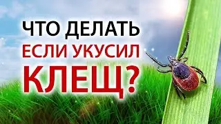 Что будет если вас укусил клещ? Как защититься от клещей.Что делать если укусил клещ!