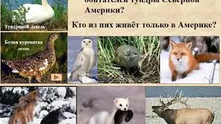 Природа Северной Америки