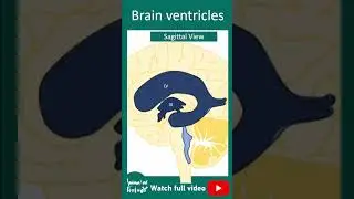 Brain ventricles in 1 minutes | 1 minute neuroscience