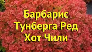 Барбарис тунберга. Краткий обзор, описание характеристик berberis thunbergii red hot chili