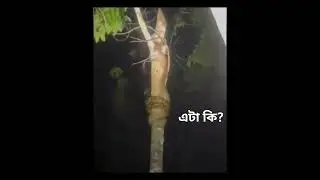রাসেল ভাইপার vs অন্য সাপ (আসাধারণ)