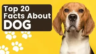 20 Facts About Dog That Will Surprise You