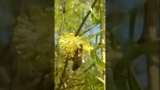 Медовая продуктивность ИВЫ 