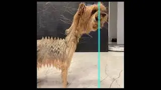 Funniest Animals   Best Of The 2023 Funny Animal  Videos of the 2023 😃  Try Not To Laugh😍😍😍🤪🤪🤪🤣🤣🤣
