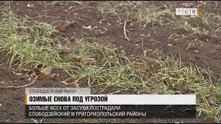 Озимые снова под угрозой