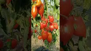 Томат Бычье кистевое полосатое