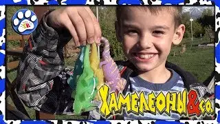 CHAMELEONS by DEAGOSTINI CHANGE COLOR