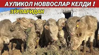 АУЛИКОЛ НОВВОСЛАР КЕЛДИ ЗУ́РЛАРИДАН СИЗ КУТГАН ВИДЕО ХОРАЗМ БОЗОР