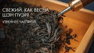 Как выбрать и заварить шэн пуэр, советы от Art of Tea | Дерзкий стрим