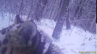 Тигрица Елена в Хинганском заповеднике. Ноябрь 2020 года