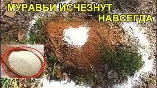 МУРАВЬИ УЙДУТ НАВСЕГДА.ПРОСТО ПОСЫПЬ ВОКРУГ МУРАВЕЙНИКА И ВОКРУГ ДЕРЕВЬЕВ.РЕАЛЬНО РАБОЧИЙ СПОСОБ