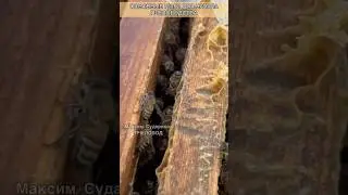 Основные шаги для начала пчеловодства! Пчеловодство для начинающих!
