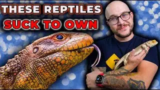 These Pet Reptiles SUCK To Own, Here's Why!