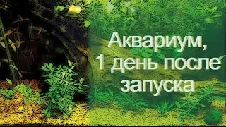 Аквариумные будни. На следующий день после запуска.