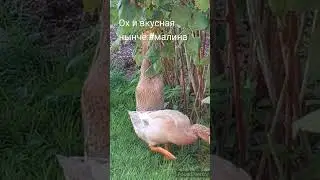 #индийскийбегунок