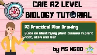 [BIO] Guide on identifying plant tissues in plant root, stem and leaf l P3 Practical Plan Drawing