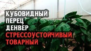 Денвер кубовидный красный перец. Стрессоустойчивый с хорошим товарным видом!