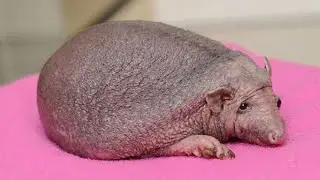 ЧТО ЗНАЧИТ ЕЖОВЫЕ РУКАВИЦЫ