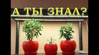 ФИТОЛАМПЫ нового поколения: обзор и тест🔥🔥🔥
