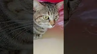 Vida diaria do gato no seu dia dia
