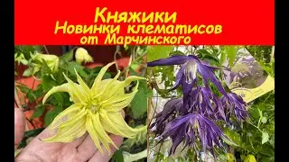 Clematis Golden Surprise, Clematis Blue Surprise. Клематисы (княжики-новинки) от Марчинского