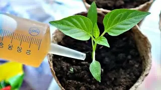 Обязательно ПРОЛЕЙТЕ этим РАССАДУ после ПИКИРОВКИ