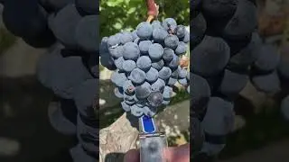 Вы никогда не видели настолько сахарный виноград!!!