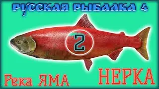 РР4 ЯМА НЕРКА / РУССКАЯ РЫБАЛКА 4 ЯМА НЕРКА / RUSSIAN FISHING 4 YAMA RIVER RED SALMON